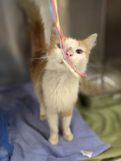 An adult small-sized male Domestic Medium Hair cat named Tony for adoption in Westland, MI