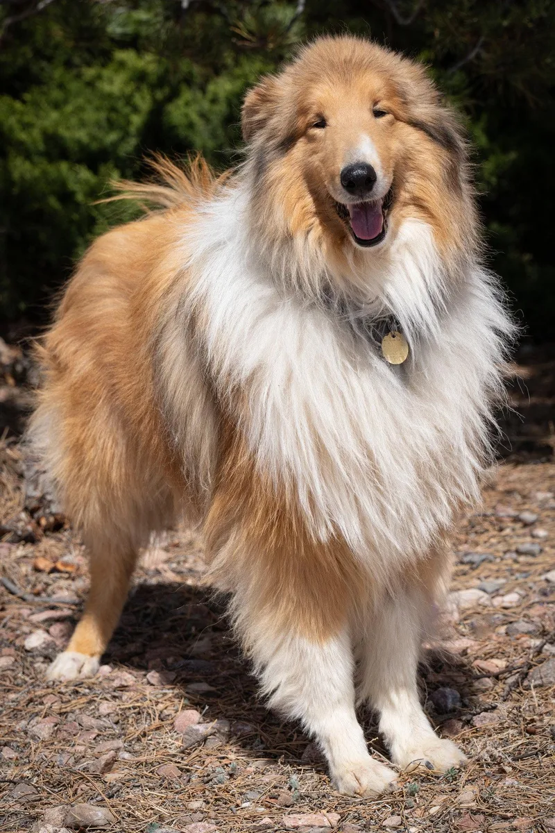 An adult medium-sized male Collie dog named Monaco for adoption in Pueblo West, CO