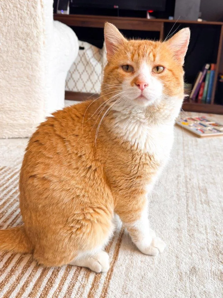 An adult medium-sized male Orange & White Domestic Short Hair cat named Oliver for adoption in Chicago Ridge, IL