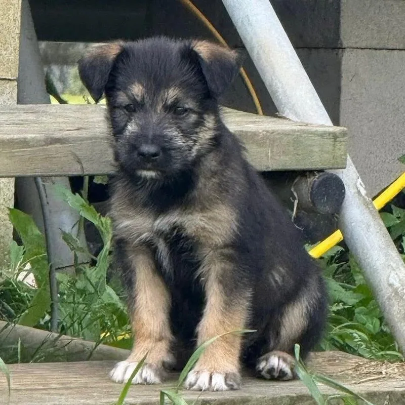 A baby small-sized male Brown / Chocolate Husky dog named Yanis for adoption in Hattiesburg, MS