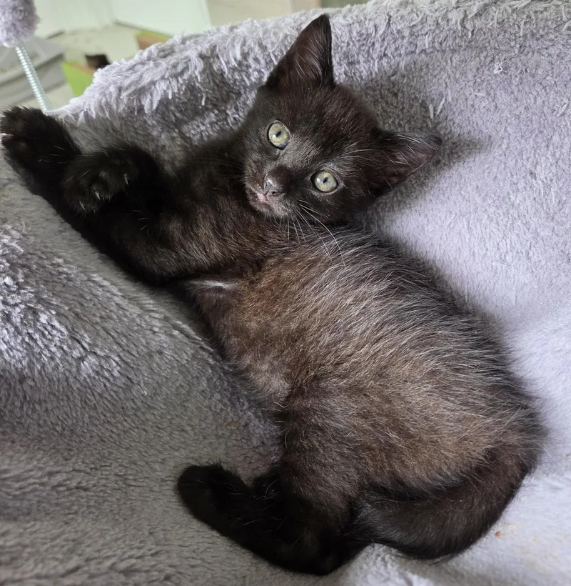 A baby small-sized female Black Domestic Short Hair cat named Anchovy for adoption in Pittsboro, NC