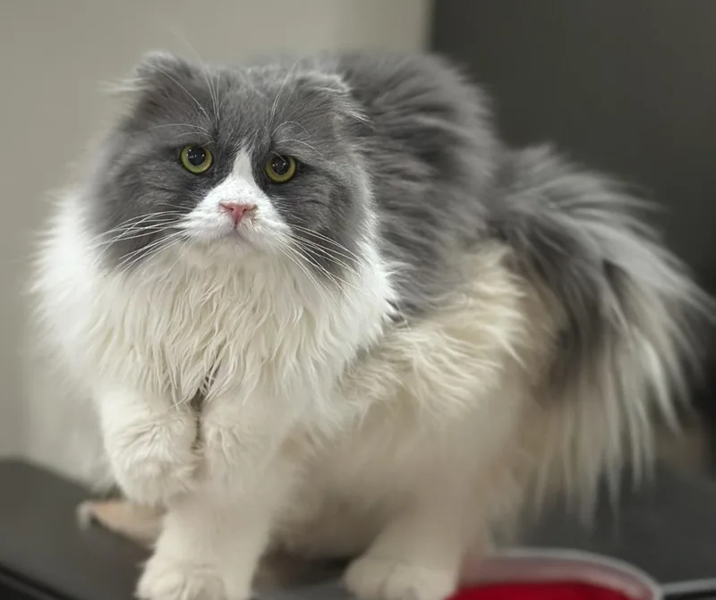 An adult medium-sized male Scottish Fold cat named Monk for adoption in Snow Hill, MD