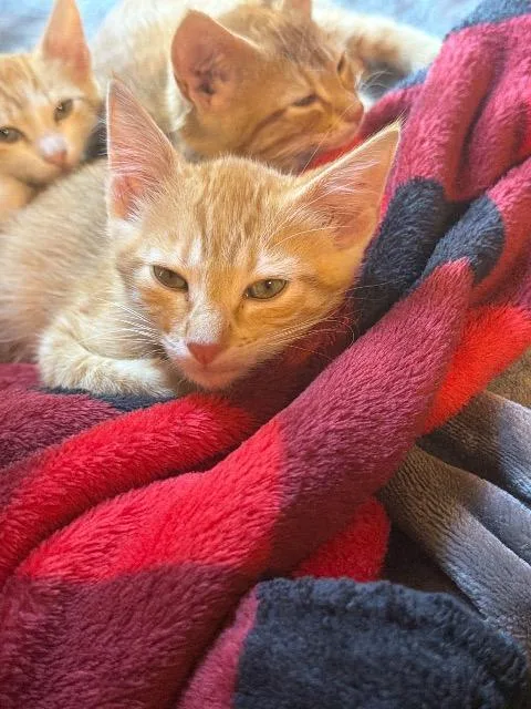 A baby medium-sized male Domestic Short Hair cat named Yoshi for adoption in New Braunfels, TX