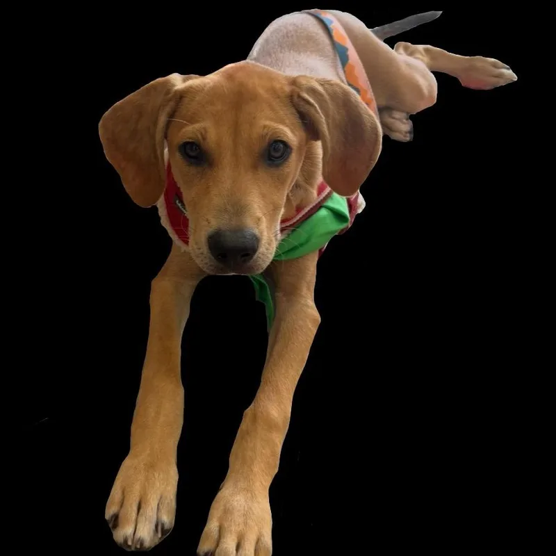 A young medium-sized female Mixed Breed dog named Enchilada for adoption in Milton, FL