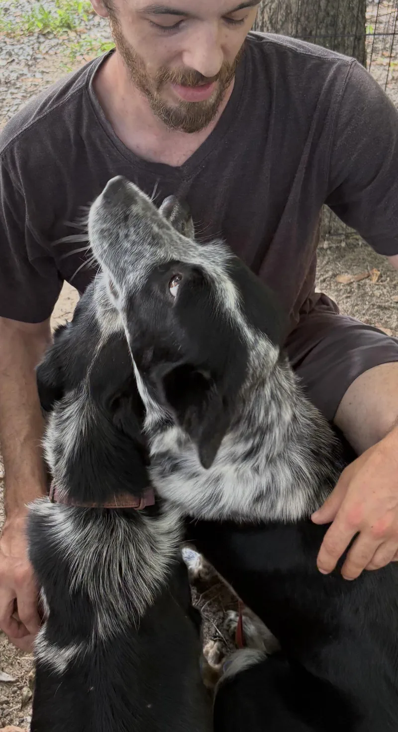A young medium-sized female Border Collie dog named Dusty for adoption in Cary, NC