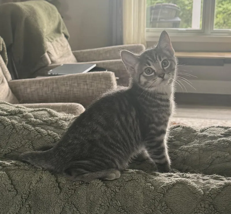 A baby small-sized female Tabby (Gray / Blue / Silver) Domestic Short Hair cat named Cass for adoption in CANONSBURG, PA