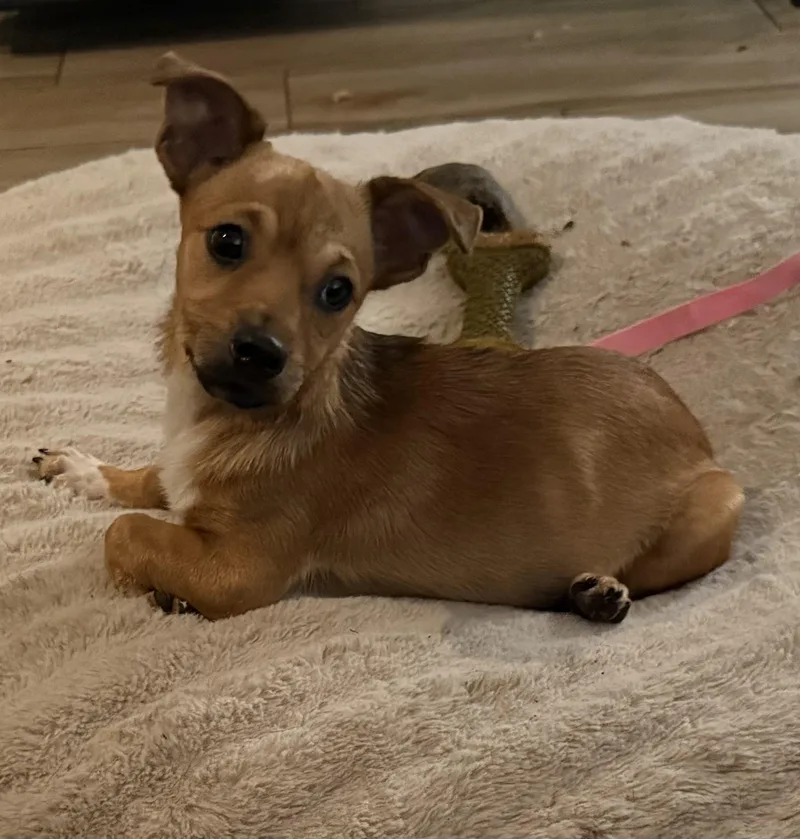 A baby small-sized male Chiweenie dog named Bobby for adoption in Spring, TX