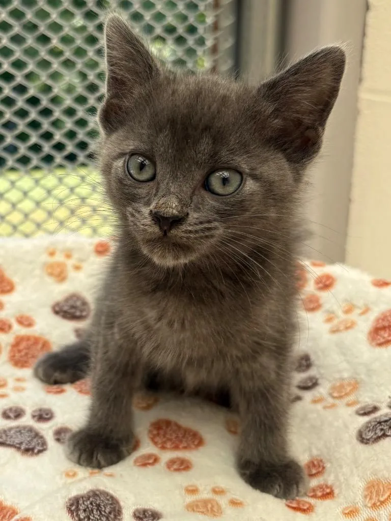 A baby medium-sized male Domestic Short Hair cat named Silverado for adoption in Greeneville, TN