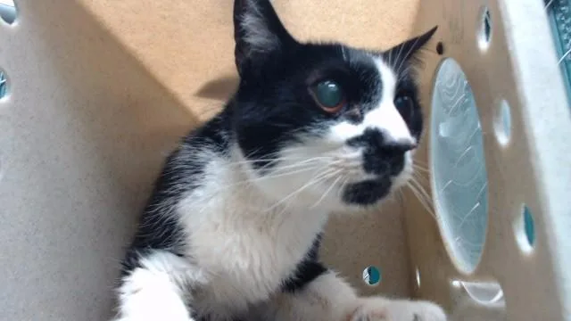 A senior medium-sized male Domestic Short Hair cat named Pumpkin for adoption in Downey, CA