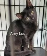 A baby small-sized female Black Domestic Short Hair cat named Amy Lou for adoption in Moline, IL