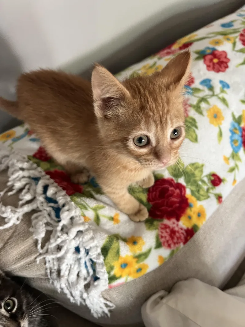 A baby small-sized female Orange / Red Domestic Short Hair cat named Gertrude and Thickelbaum for adoption in Brighton, MI
