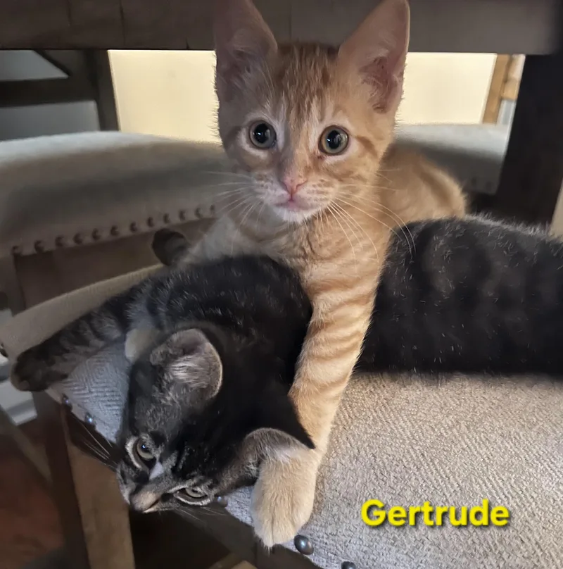 Gertrude and Thickelbaum thumbnail 2