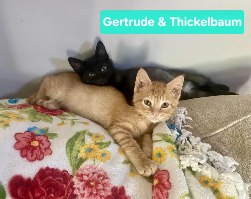 Gertrude and Thickelbaum thumbnail 5