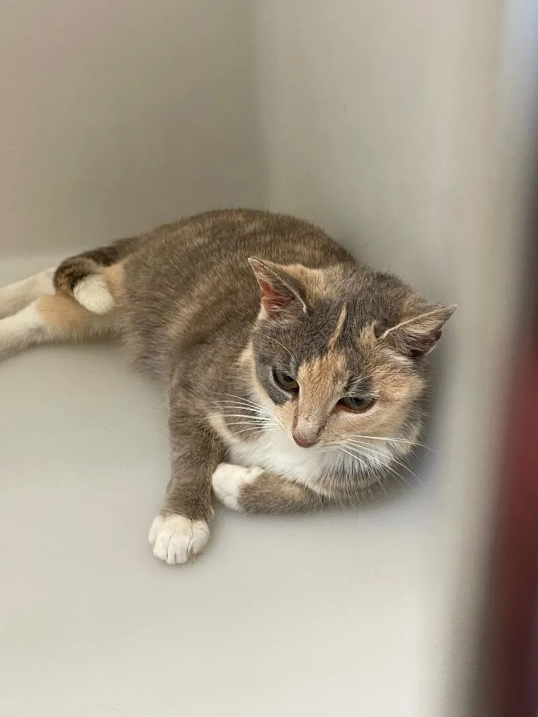 A baby large-sized female Domestic Short Hair cat named Brenda for adoption in Columbia, TN