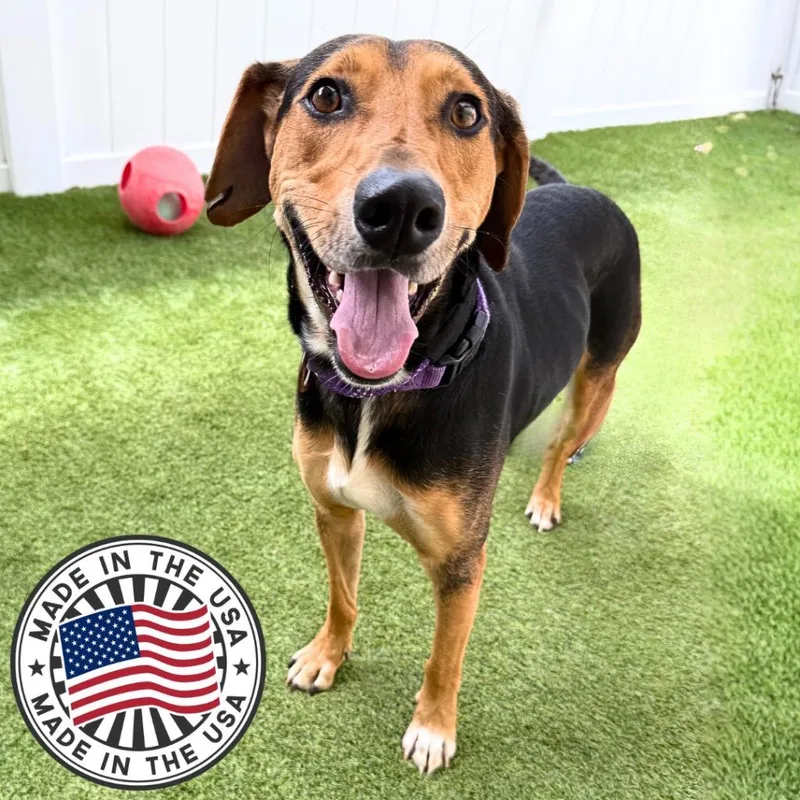 A young medium-sized male Mixed Breed dog named Arturo for adoption in Saint Petersburg, FL