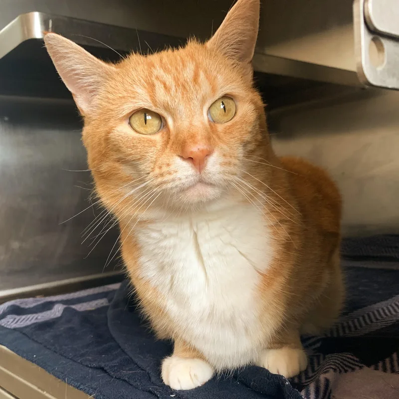 Taco Cat thumbnail 2