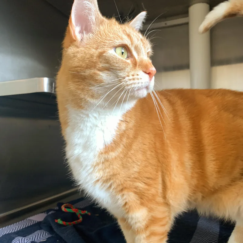 Taco Cat thumbnail 3