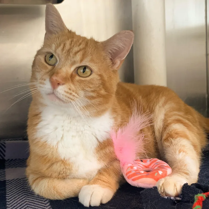 Taco Cat thumbnail 4