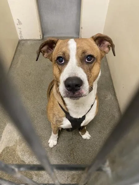 A young small-sized male American Staffordshire Terrier dog named Vanadium for adoption in Vancouver, WA