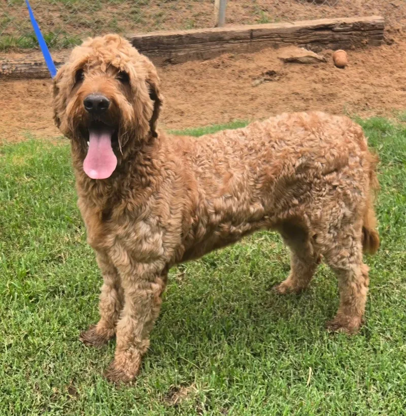 An adult large-sized male Goldendoodle dog named Harold for adoption in Milwaukee, WI