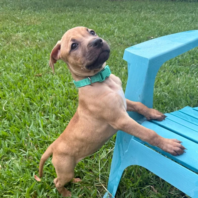 Chiquita