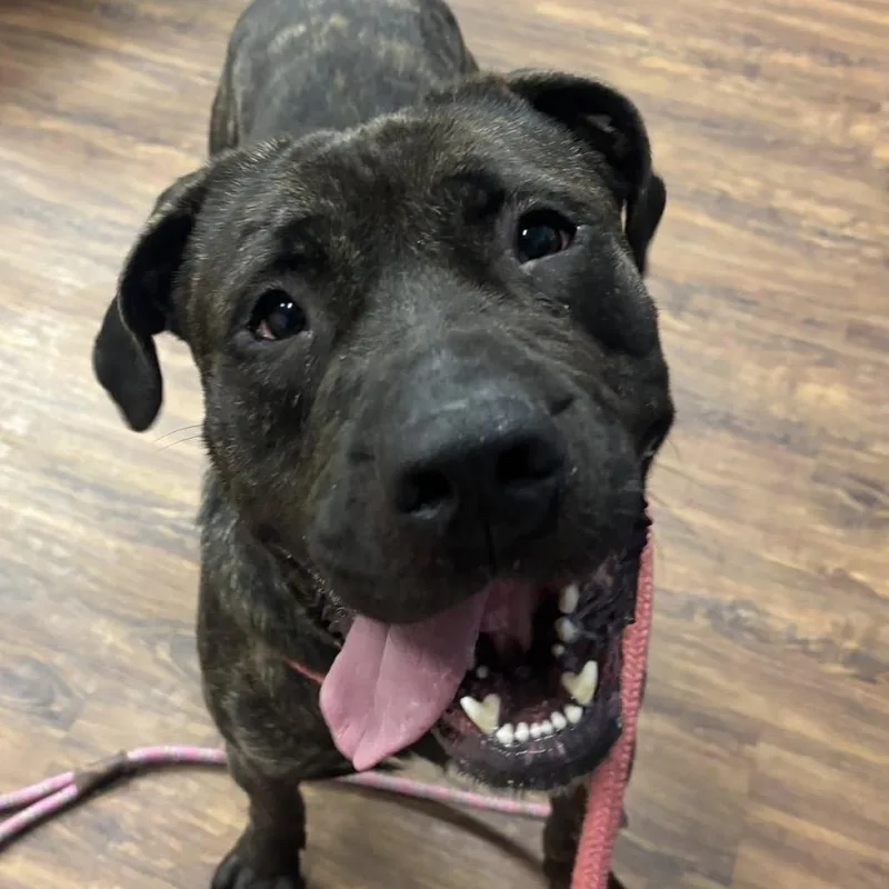 Role Model thumbnail 6