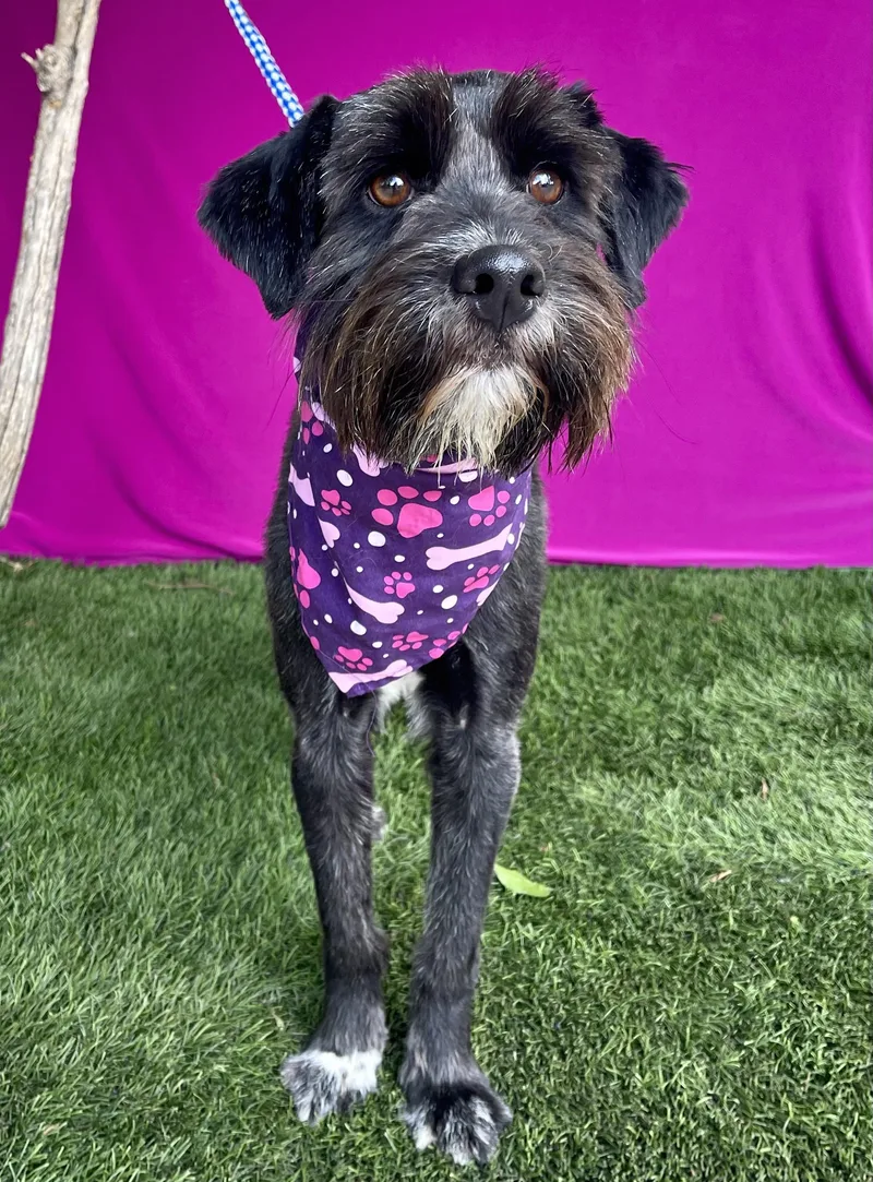 A young small-sized female Schnauzer dog named Dior for adoption in Rowland Heights, CA