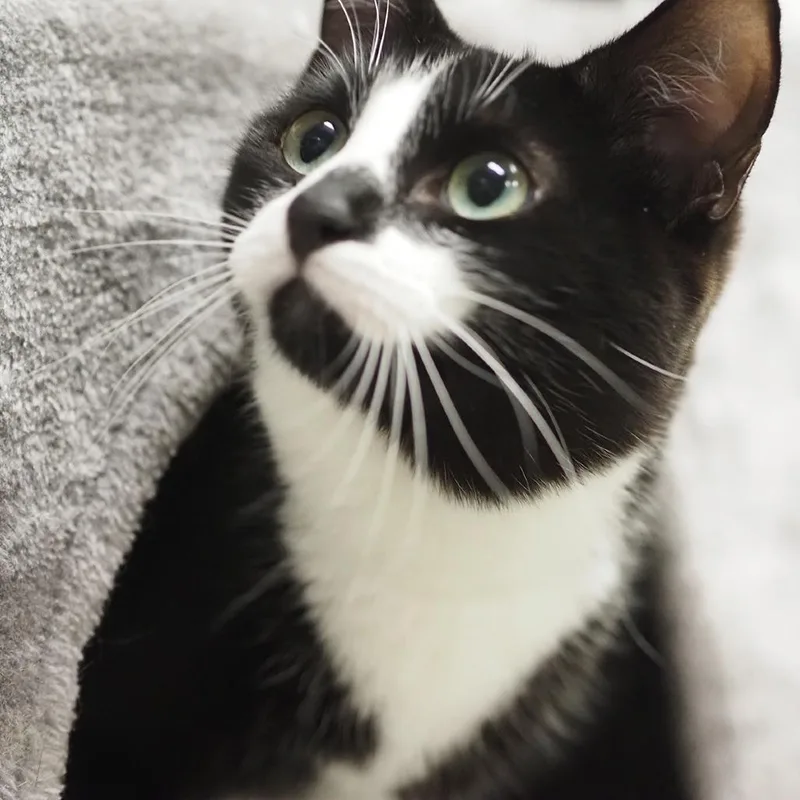 An adult small-sized female Black Domestic Short Hair cat named N&E: Eloise for adoption in Falls Church, VA