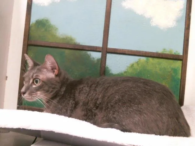 An adult large-sized female Domestic Short Hair cat named Lux for adoption in Houston, TX