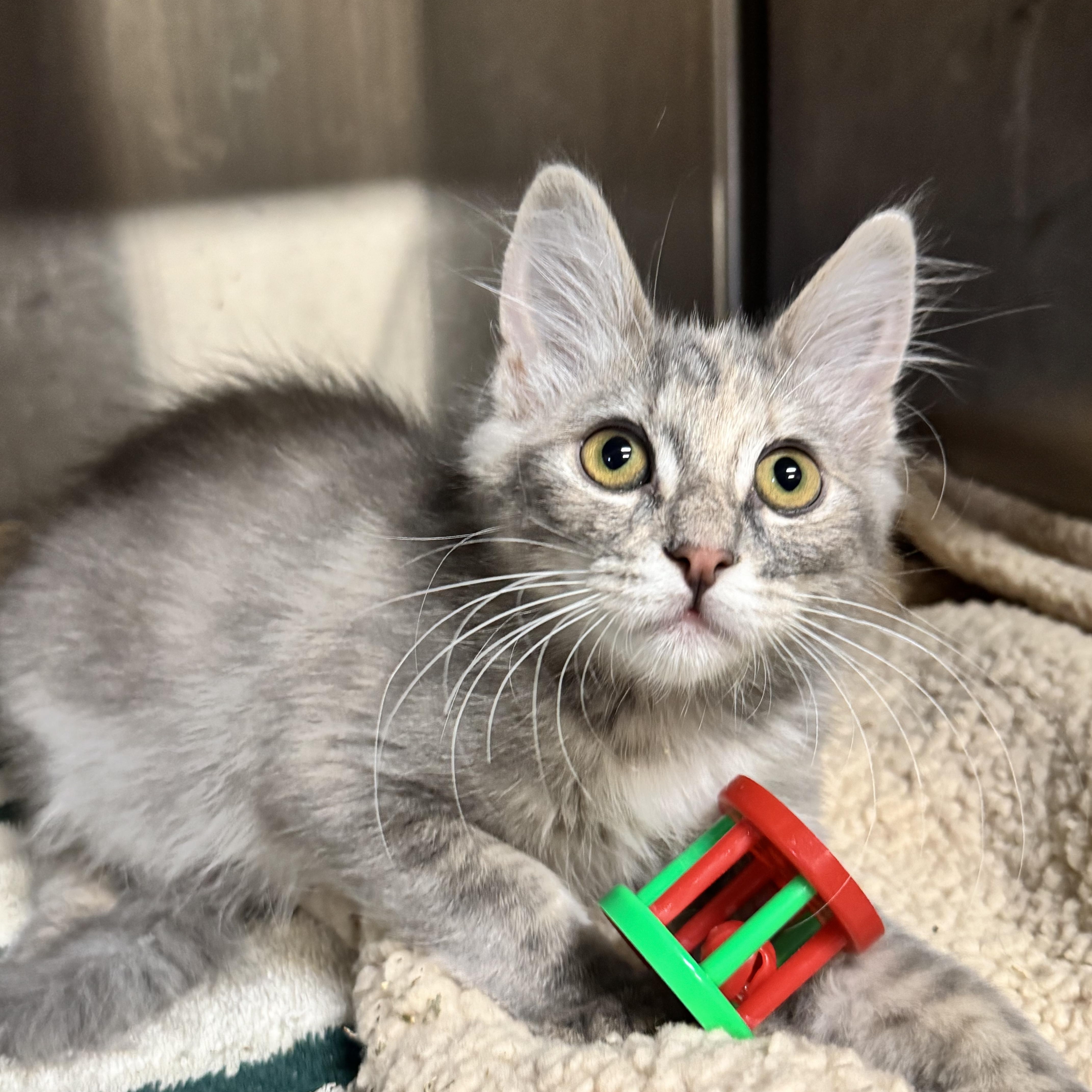 A baby small-sized female Dilute Tortoiseshell Domestic Long Hair cat named Kiwi for adoption in Riverside, CA