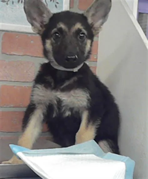 A baby small-sized female German Shepherd Dog dog named Rose for adoption in Houston, TX
