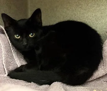 A baby small-sized female Domestic Short Hair cat named Beatrix for adoption in Washington, DC