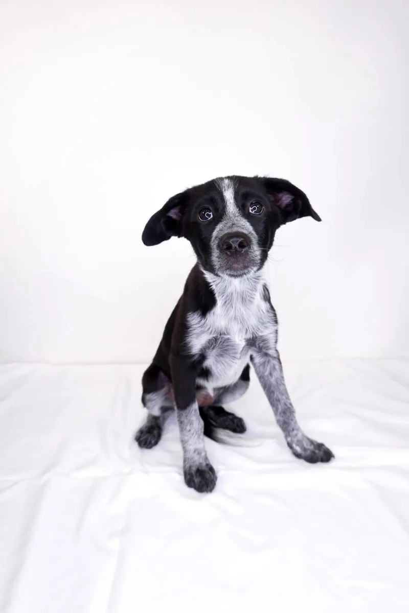 A baby medium-sized female Black Australian Shepherd dog named Toothless for adoption in Bixby, OK