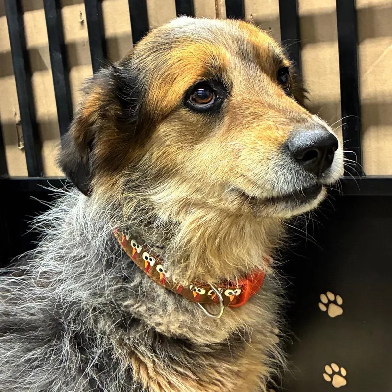 A senior medium-sized male Gray / Blue / Silver Australian Shepherd dog named Duke for adoption in Abilene, TX