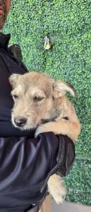 A baby small-sized male Yellow / Tan / Blond / Fawn Fox Terrier dog named 61680987 for adoption in El Paso, TX