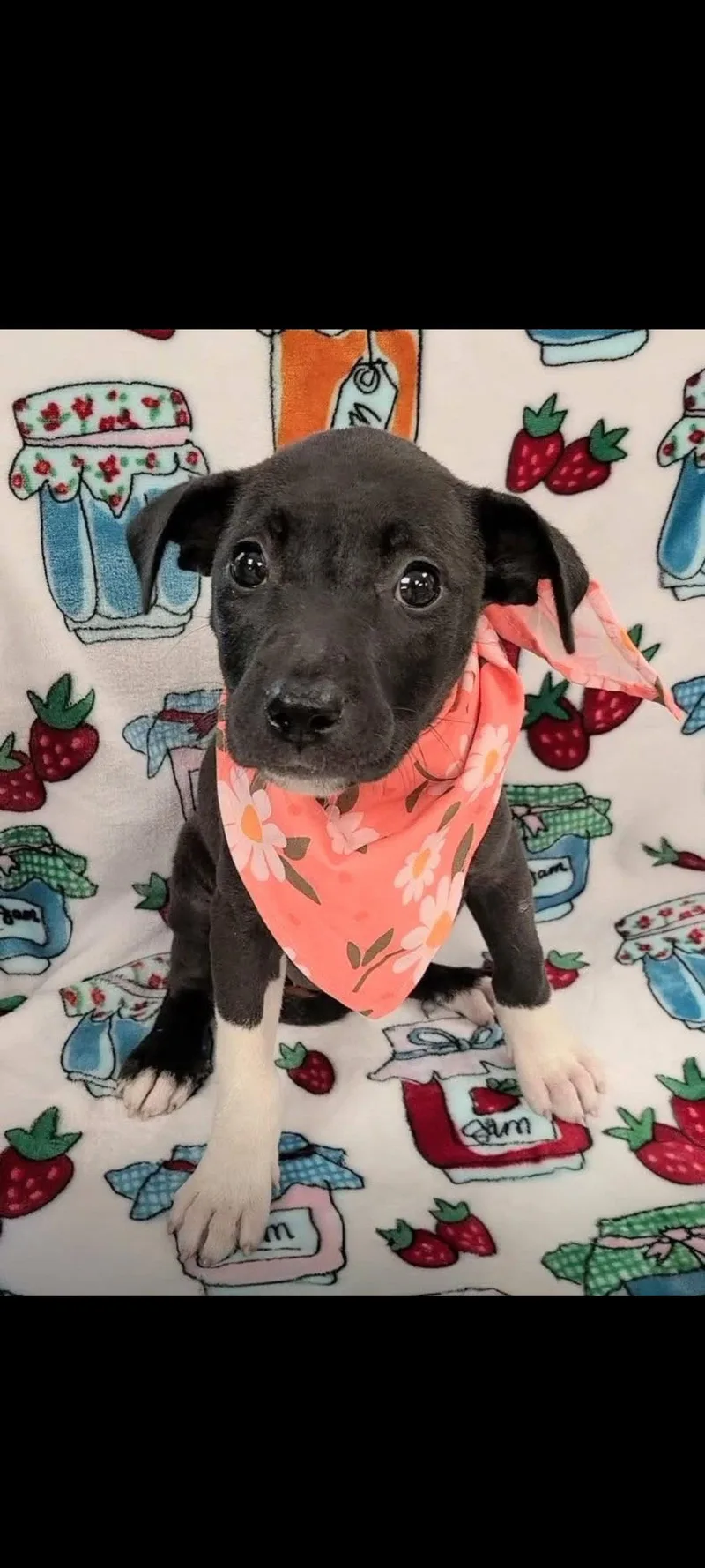 A baby large-sized female Pit Bull Terrier dog named Dena for adoption in Sanford, FL