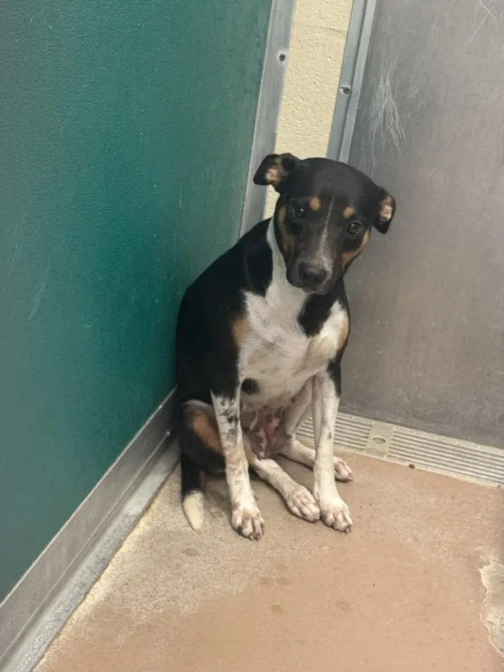 A young medium-sized female Australian Cattle Dog / Blue Heeler dog named Flower for adoption in Texas City, TX