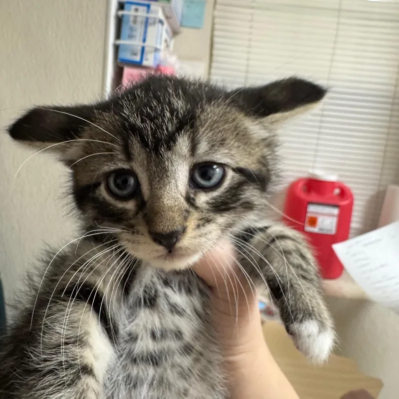 A baby small-sized male Black Domestic Short Hair cat named Wish for adoption in Pekin, IL