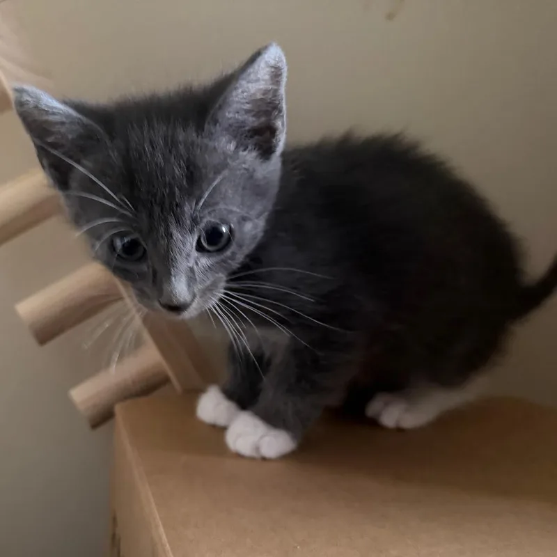 A baby small-sized male Gray / Blue / Silver Domestic Short Hair cat named Torin for adoption in Silver Spring, MD