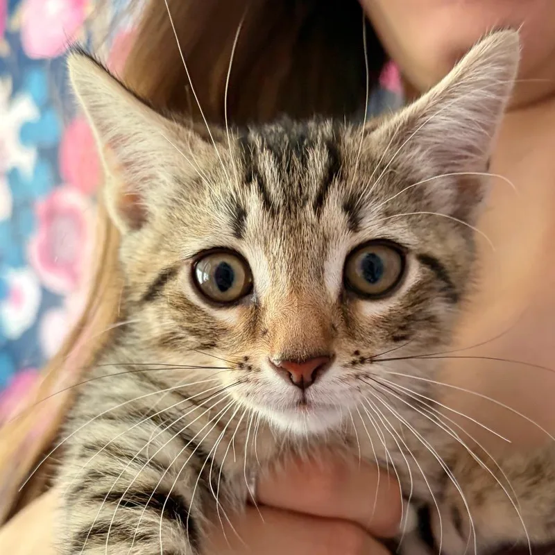 A baby small-sized male Brown / Chocolate Domestic Short Hair cat named Caramel for adoption in Durham, NC