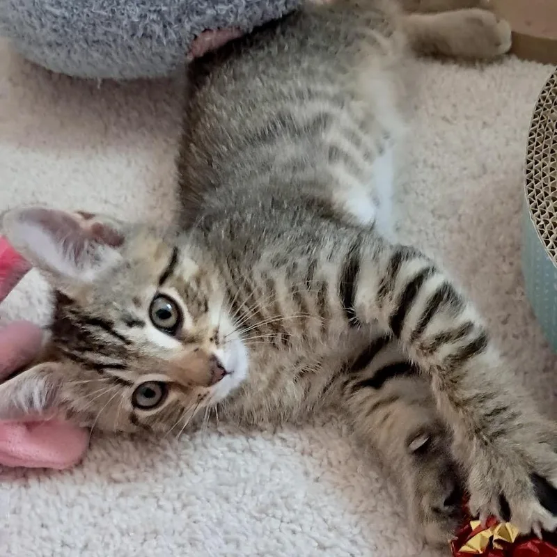 Caramel thumbnail 6