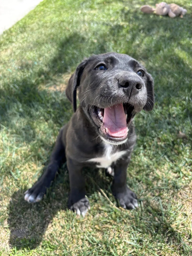 A baby medium-sized male Beagle dog named Toby for adoption in Fullerton, CA