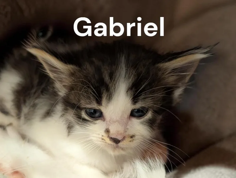 Gabriel