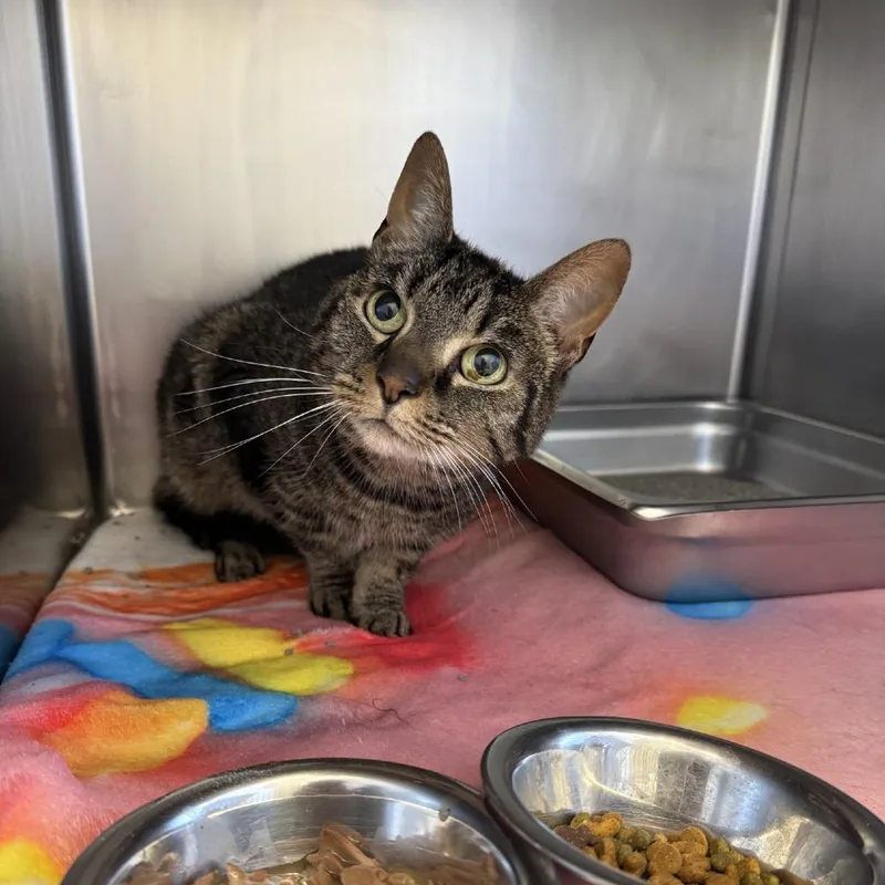 A senior medium-sized female Black Domestic Short Hair cat named Olive for adoption in Gloucester, VA