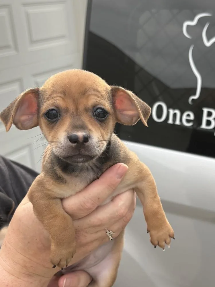 A baby small-sized female Chihuahua dog named Macchiato for adoption in Irwin, PA
