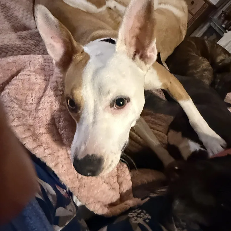Dottie thumbnail 3