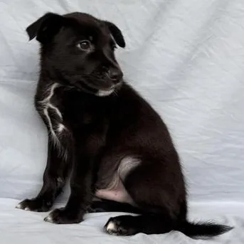 A baby medium-sized male Black German Shepherd Dog dog named Sid for adoption in Liverpool, TX