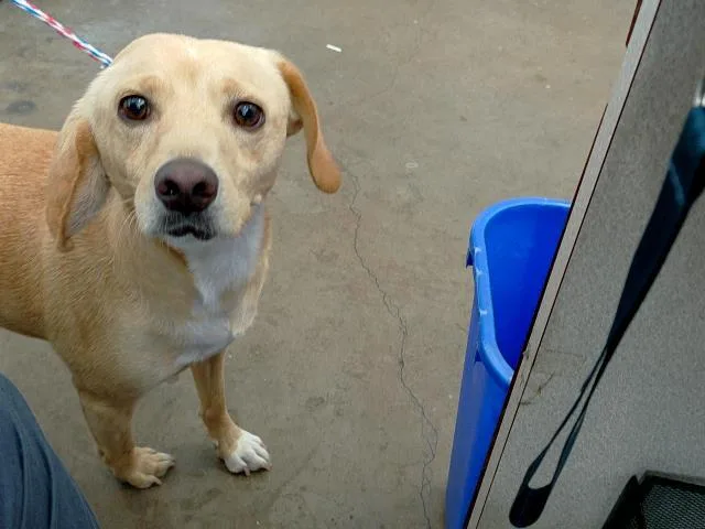 An adult small-sized male Mixed Breed dog named Tomas for adoption in Dallas, TX