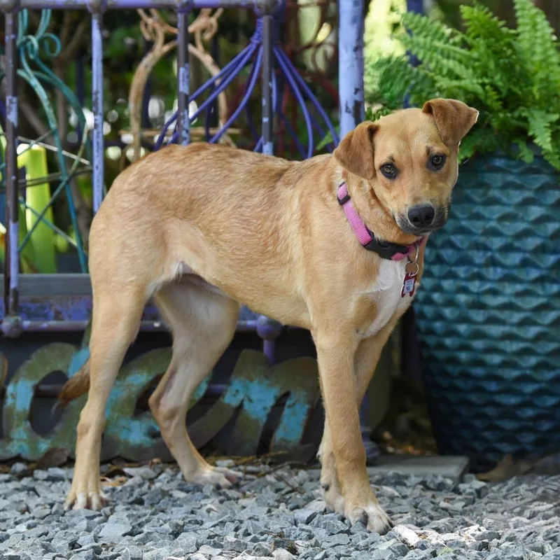 An adult medium-sized female Brown / Chocolate Labrador Retriever dog named Yuli for adoption in Wake Forest, NC
