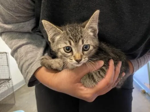 A baby small-sized female Domestic Short Hair cat named Torunga for adoption in Los Angeles, CA